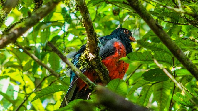 Hiking Lovers (Hanging Bridges + La Fortuna Waterfall + Volcano Hike) - La Fortuna Waterfall