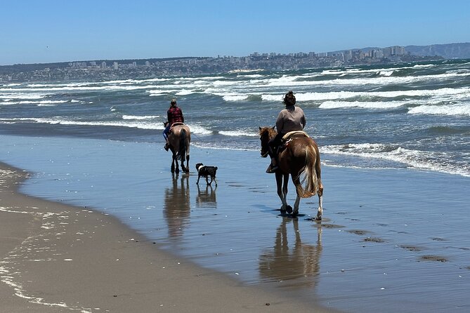 Hiking Mauco Hill & HorseRide-Ritoque Beach&Dunes From VALPARAISO - Inclusions