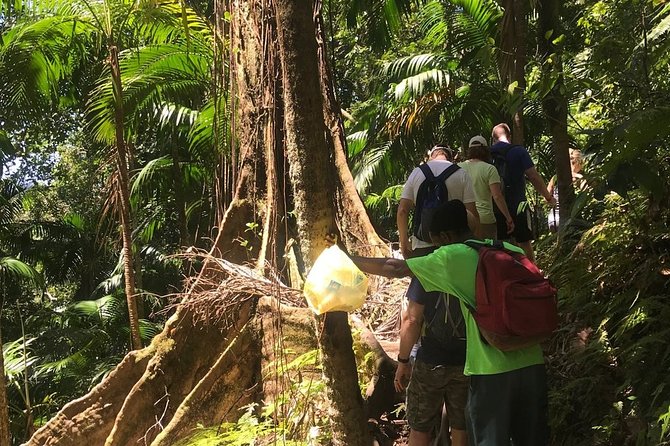 Hiking Mount Liamuiga Volcano in St Kitts - Physical Requirements
