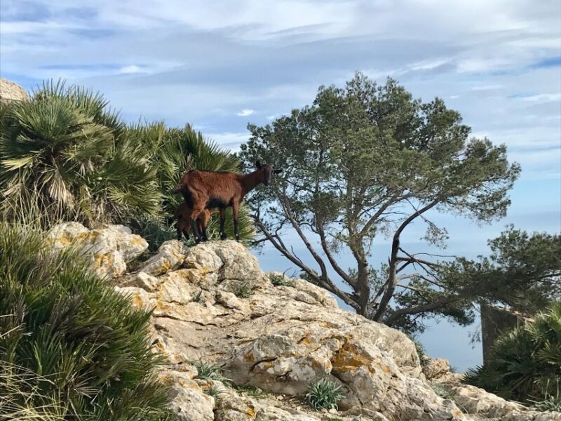 Hiking on Alcúdia Peninsula - Inclusions in the Tour