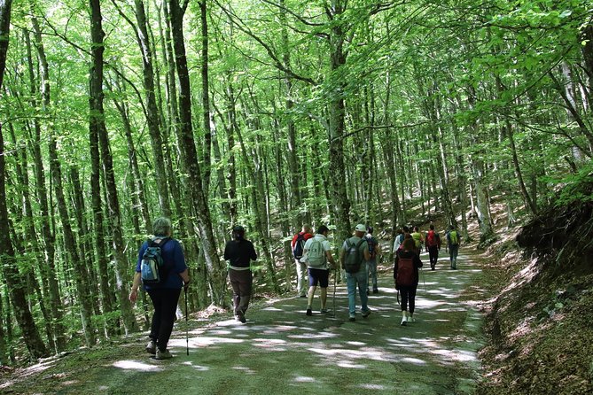 Hiking on Faito Mountain From Sorrento - Guided Hike Through Forests