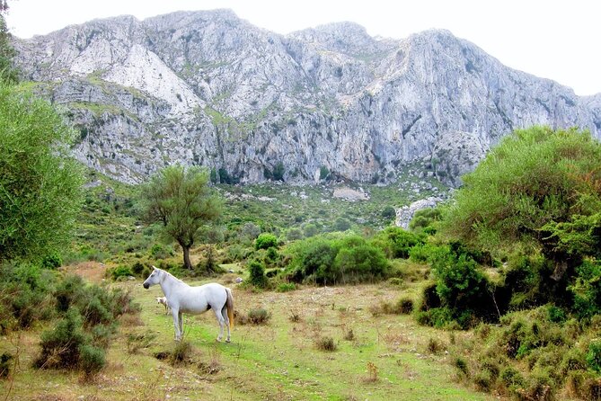 Hiking Private Tour in Pollensa - Inclusions and Meeting Details
