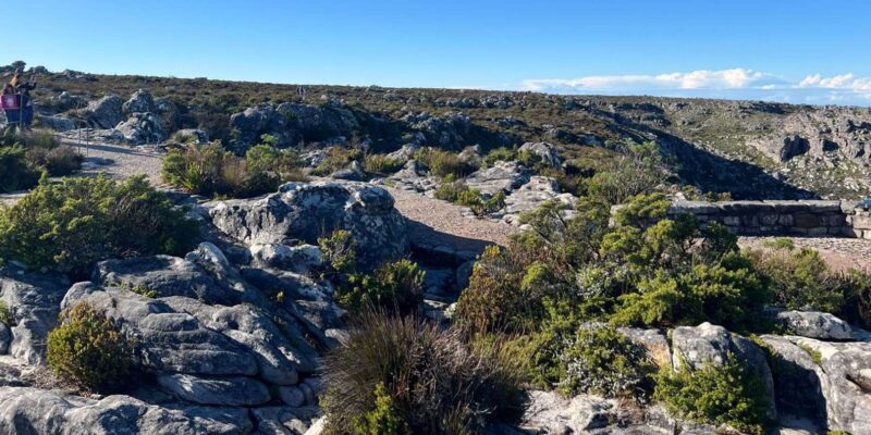 Hiking Table Mountain in Cape Town on a Private Day Trip - Inclusions and Transportation