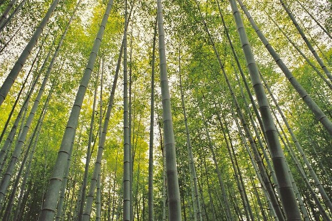 Hiking the Historic Nakasendo Trail- 1 Day Tour From Nagoya - Health and Safety Restrictions