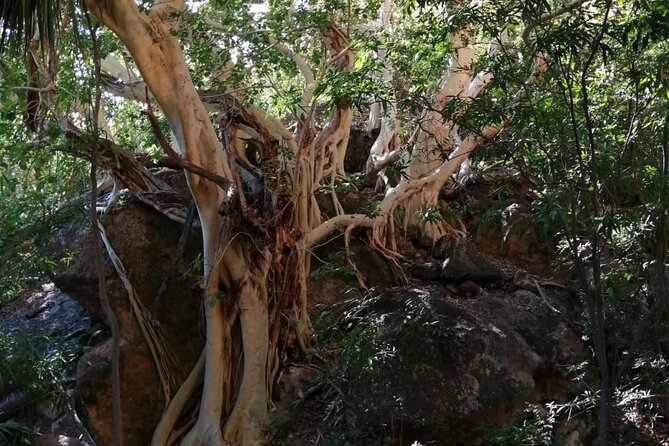 Hiking to Desert Palm Oases of San Carlos With a Biologist - Discovering Local Flora and Fauna