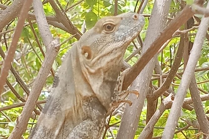 Hiking to Desert Palm Oases of San Carlos With a Biologist - Frequently Asked Questions