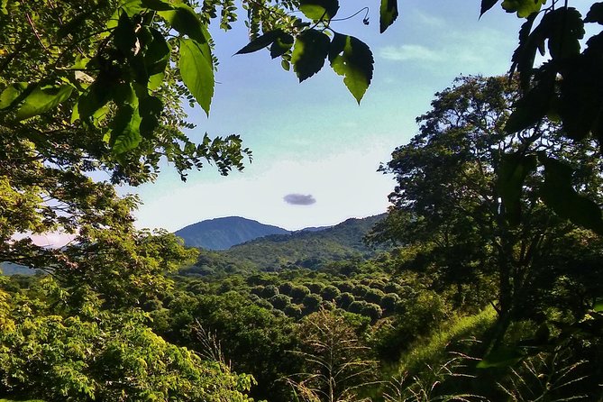 Hiking To Minca - Navigating the Rainforest