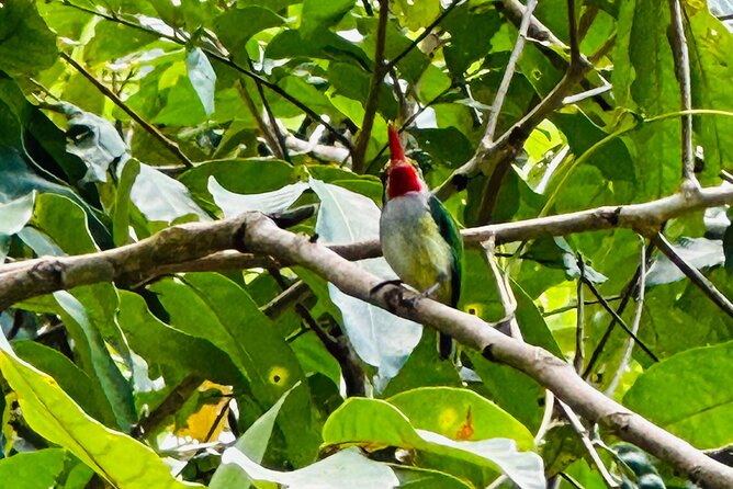 Hiking Tour and Play in Charco El Pilon - Birding Opportunities