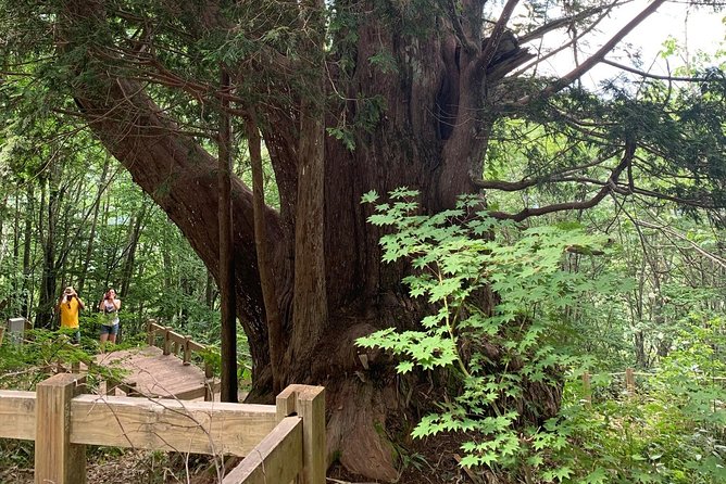 Hiking Tour Around Takayama City (About 3 Hours) - Highlights of the Hiking Experience