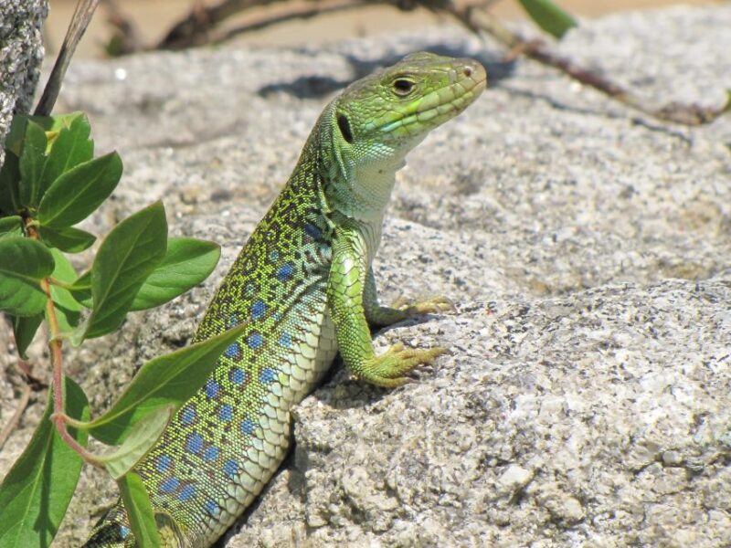 Hiking Tour to the Footprints of Dinosaurs in Espichel Cape - Customer Feedback