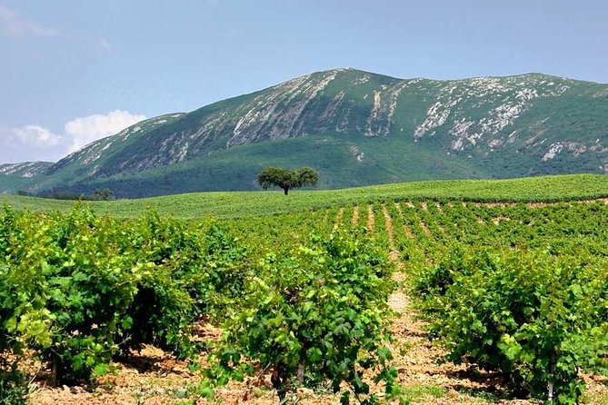 Hiking Tour to the Highest Point of Arrábida Mountain - Local Flora and Fauna