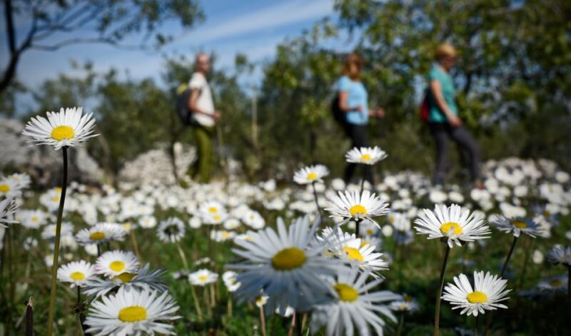 Hiking Tour Vidova Gora and Visiting Museum of Olive Oil - Good To Know