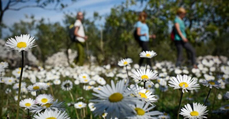 Hiking Tour Vidova Gora and Visiting Museum of Olive Oil - Experience Highlights