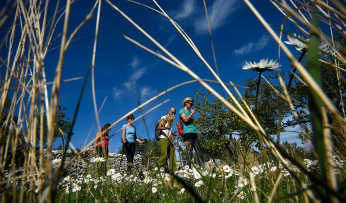 Hiking Tour Vidova Gora and Visiting Museum of Olive Oil - Customer Feedback