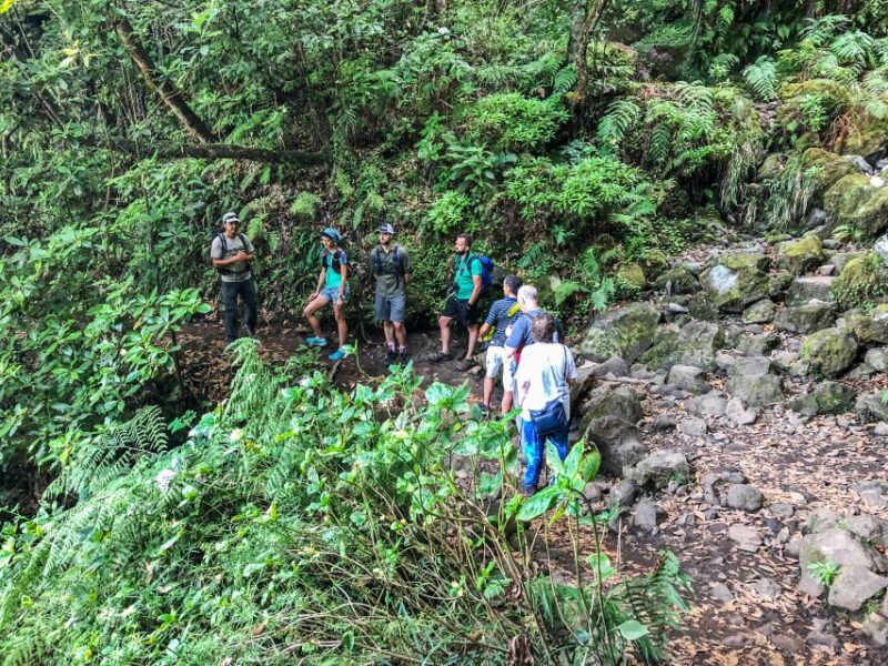 Hiking Trip With a Local - Exploring Laurissilva Forest
