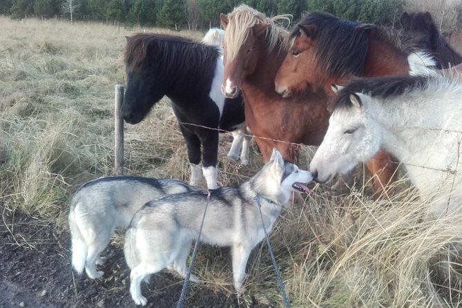 Hiking With Husky in Akureyri - Engaging With the Well-Trained Dogs