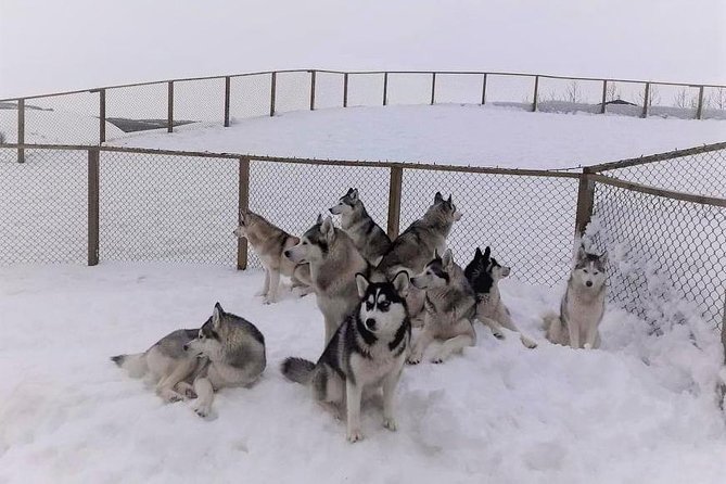 Hiking With Husky in Akureyri (Private) - Tour Reviews and Ratings