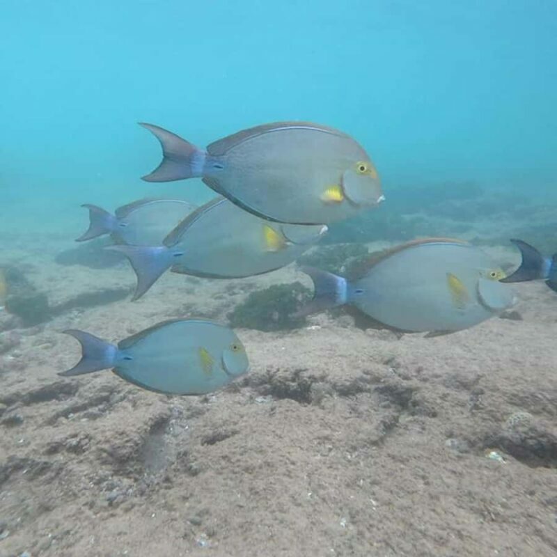 Hikkaduwa: Amazing Snorkeling with Coral, Fish & Turtles - Key Points