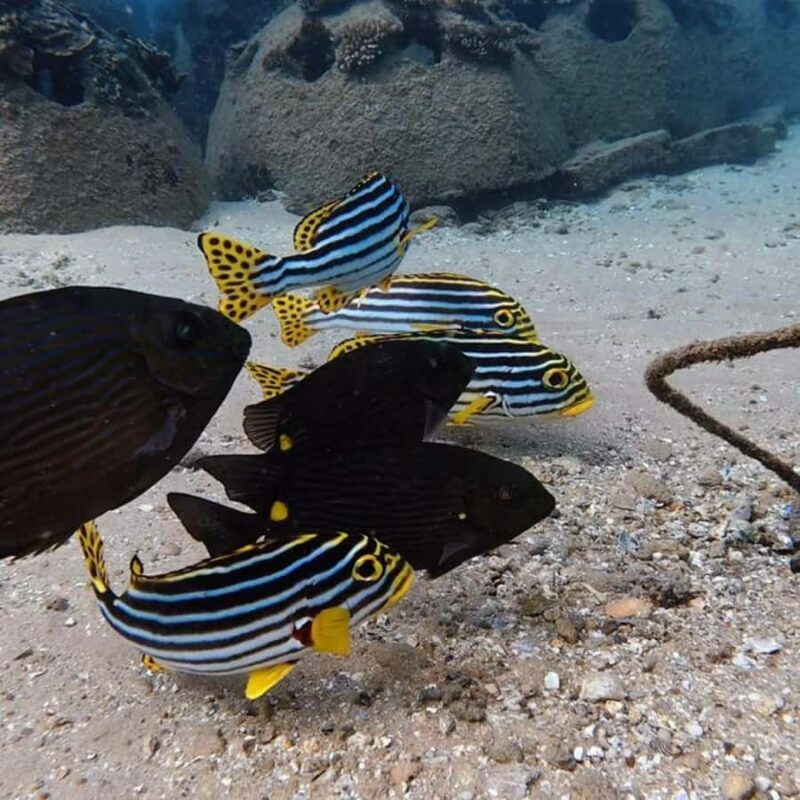 Hikkaduwa: Amazing Snorkeling with Coral, Fish & Turtles - The Value of the Experience