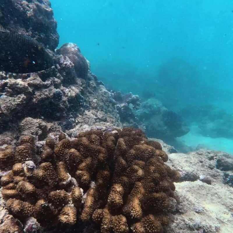 Hikkaduwa: Amazing Snorkeling with Coral, Fish & Turtles - Who Should Consider This Tour?