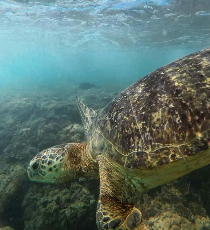 Hikkaduwa: Amazing Snorkeling with Coral, Fish & Turtles - FAQs