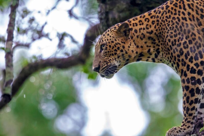 Hikkaduwa/Galle/Mirissa: Transfer to Ella & Yala Safari - Key Points