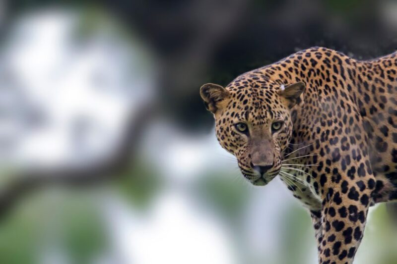 Hikkaduwa/Galle/Mirissa: Transfer to Ella & Yala Safari - Transportation and Logistics