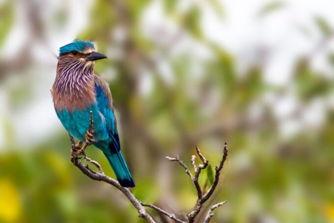 Hikkaduwa/Galle/Mirissa: Transfer to Ella & Yala Safari - Wildlife Sighting Opportunities