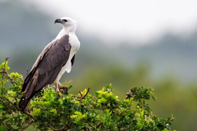 Hikkaduwa/Galle/Mirissa: Transfer to Ella & Yala Safari - Frequently Asked Questions