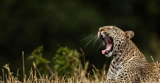 Hikkaduwa/Galle: Safari Trip to Yala & Udawalawe W/ Lunch - Wildlife Sightings to Expect