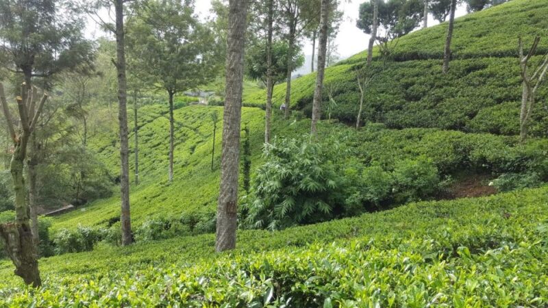 Hikkaduwa/Galle/Weligama/Mirissa: Day Trip to Ella Highlands - Inclusions