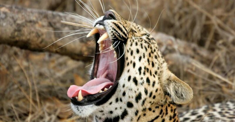 Hikkaduwa/Galle/Weligama/Mirissa/Tangalle: Yala Safari Tour - Is This Tour Right for You?