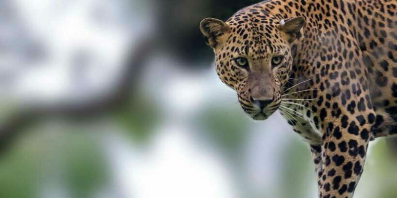 Hikkaduwa/Galle/Weligama/Mirissa/Tangalle: Yala Safari Tour - FAQ