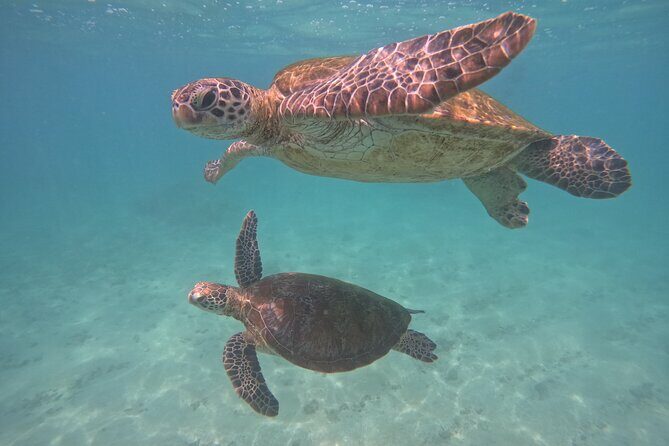Hikkaduwa Unforgettable Snorkeling Experience - The Itinerary: What to Expect