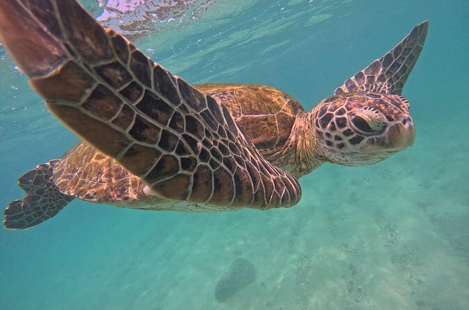 Hikkaduwa Unforgettable Snorkeling Experience - What the Reviews Say