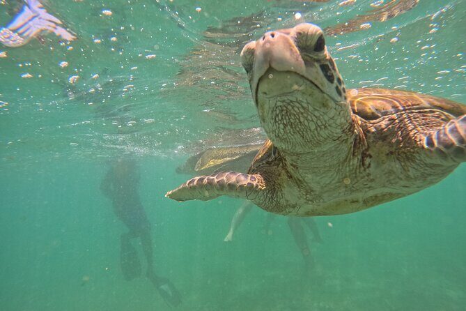 Hikkaduwa Unforgettable Snorkeling Experience - The Value of the Tour