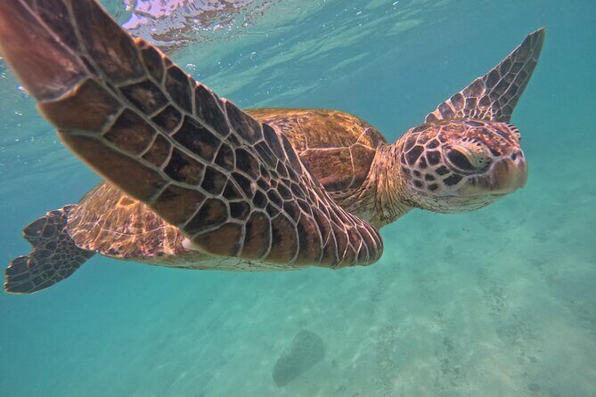 Hikkaduwa Unforgettable Snorkeling Experience - Who is This Tour Best For?