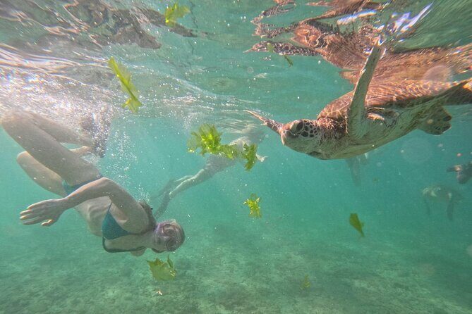 Hikkaduwa Unforgettable Snorkeling Experience - Final Thoughts