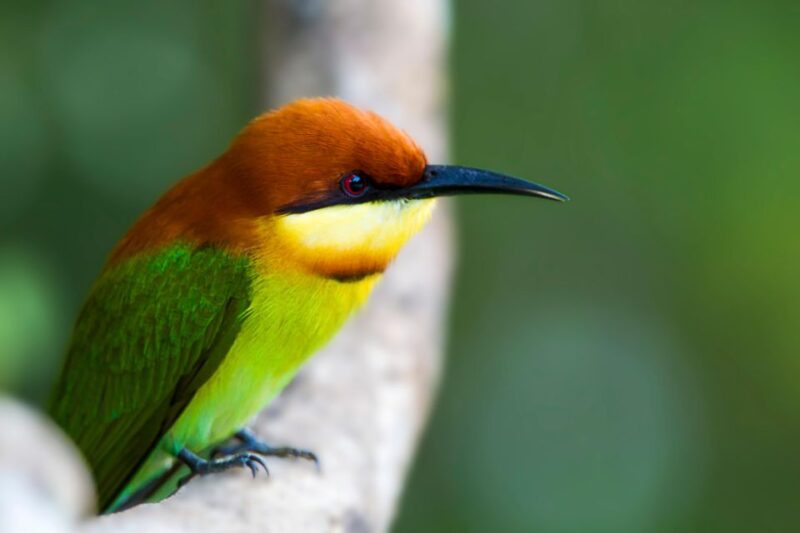 Hikkaduwa: Yala & Udawalawe Safari Day Trip With Picnic - Udawalawe National Park
