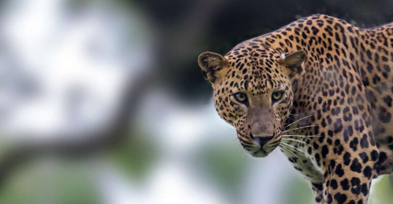 Hikkaduwa: Yala & Udawalawe Safari Day Trip With Picnic - Safari Highlights