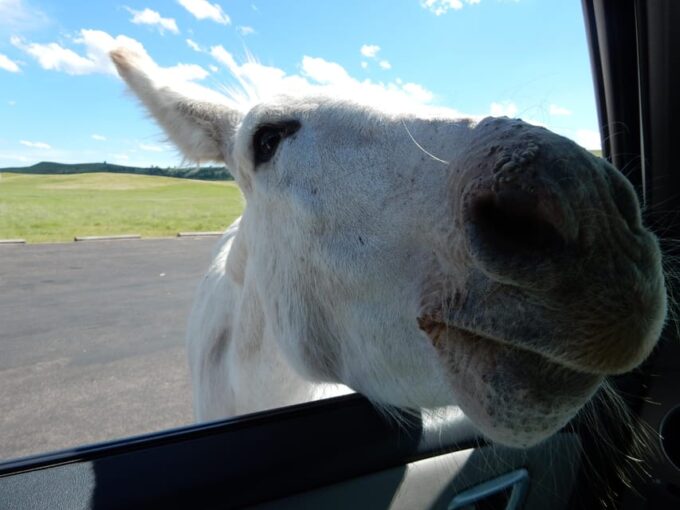 Hill City: Private Mount Rushmore, Crazy Horse & More Tour - Exploring Mount Rushmore