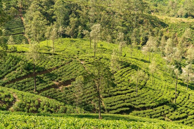 Hill Country Wonders & Cultural Hotspots in Sri Lanka - Recap