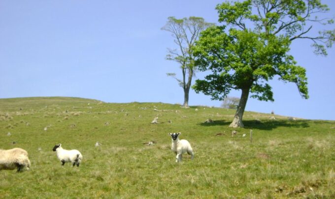 Hill & Nature Hike - Discover Real Edinburgh With a Local - Customer Reviews