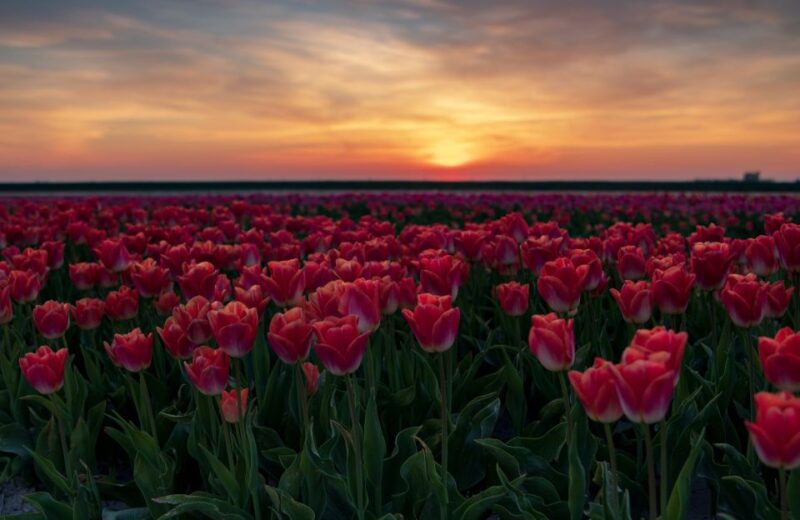 Hillegom: Guided E-Bike Tour at Sunset Near Keukenhof - Experience Highlights