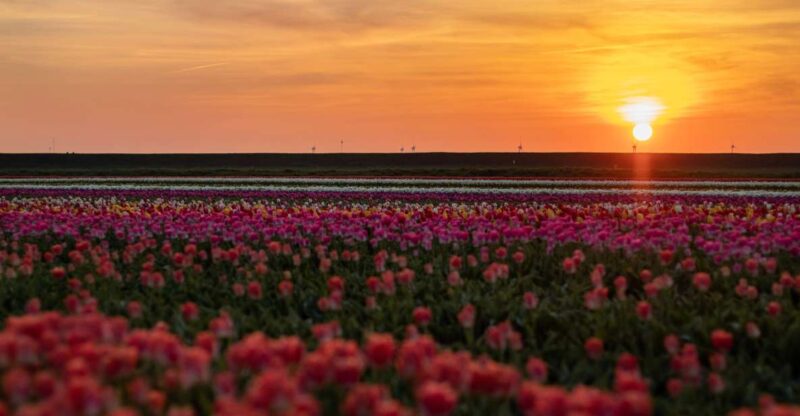 Hillegom: Guided E-Bike Tour at Sunset Near Keukenhof - Inclusions and Requirements