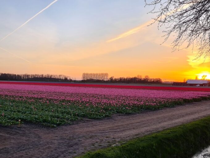 Hillegom: Guided E-Bike Tour at Sunset Near Keukenhof - Learning About Flower Culture