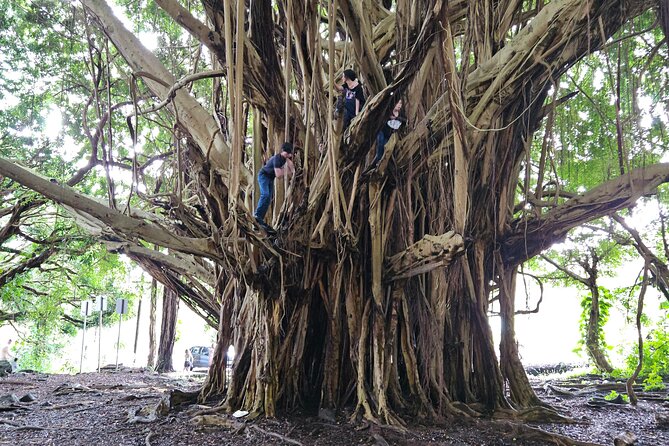 Hilo Guided Day Tour by Native Hawaiians - Health and Safety