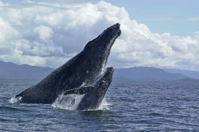 Hilo: Humpback Whale-Watching Cruise with Snacks and Drinks - FAQ