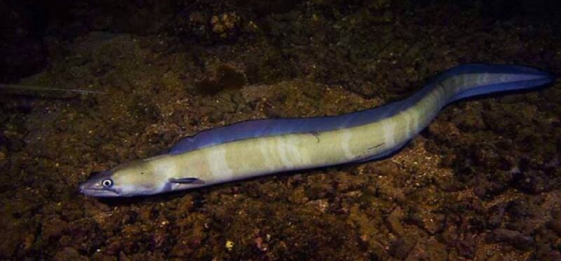 Hilo: Night Dive for Certified Divers - Experience Highlights