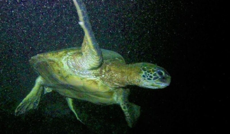 Hilo: Night Dive for Certified Divers - Bring and Meeting Details